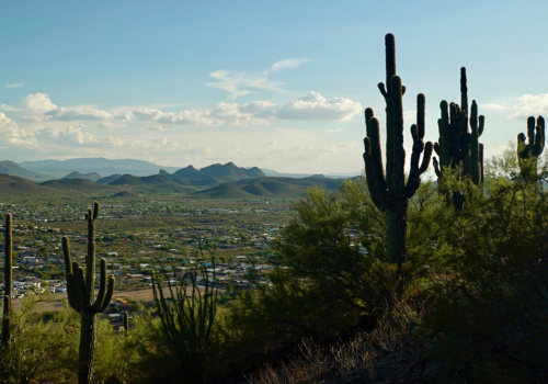 Desert landscape with large cacti in the foreground and mountains on the horizon